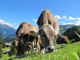 Miscellaneous|cows-203460_1920.jpg 